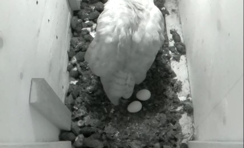 Barn Owls Lay Eggs For Easter South Downs National Park Authority