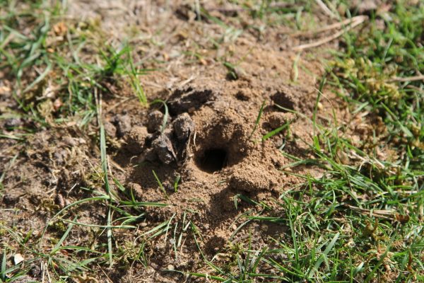 RS762_minotaur beetle hole & animal dung, Iping-scr - South Downs ...