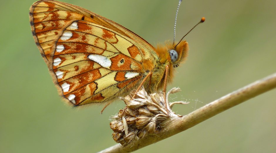 South Downs volunteers help save endangered butterfly South Downs