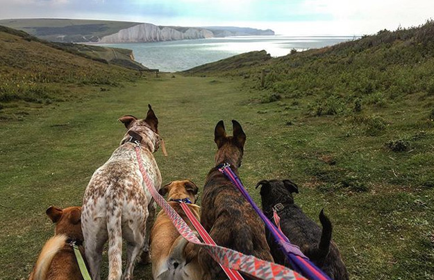 NFU South Downs rangers team up to prevent dog attacks on farm