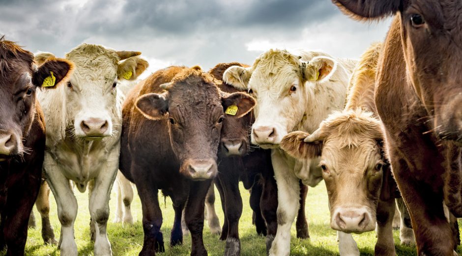 A golden harvest and curious cows - South Downs National Park Authority