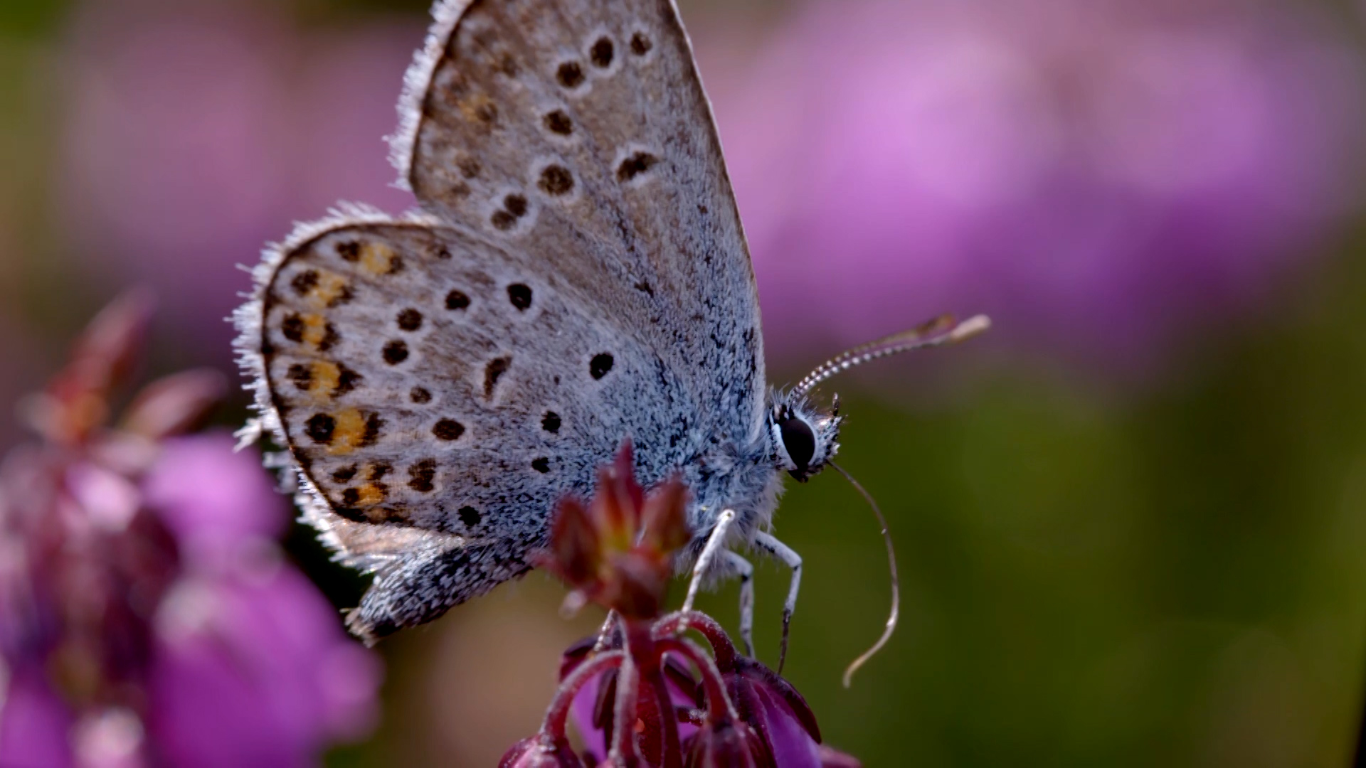 watch-our-mini-documentary-about-heathland-in-the-south-downs-national