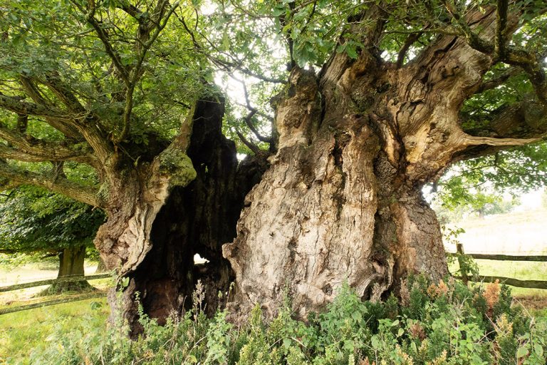 Trees of the South Downs - South Downs National Park Authority