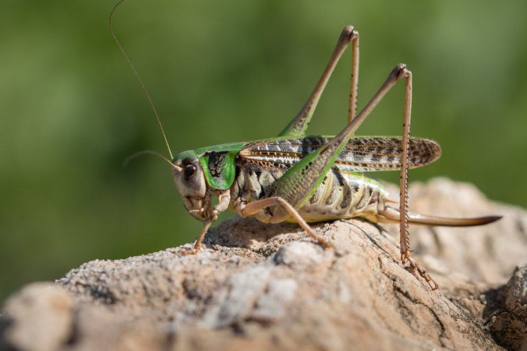 Wart-biter bush-cricket – Decticus verrucivorus - South Downs National ...