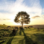 A lone tree stands in a field with ponies and a bright blue sky behind it