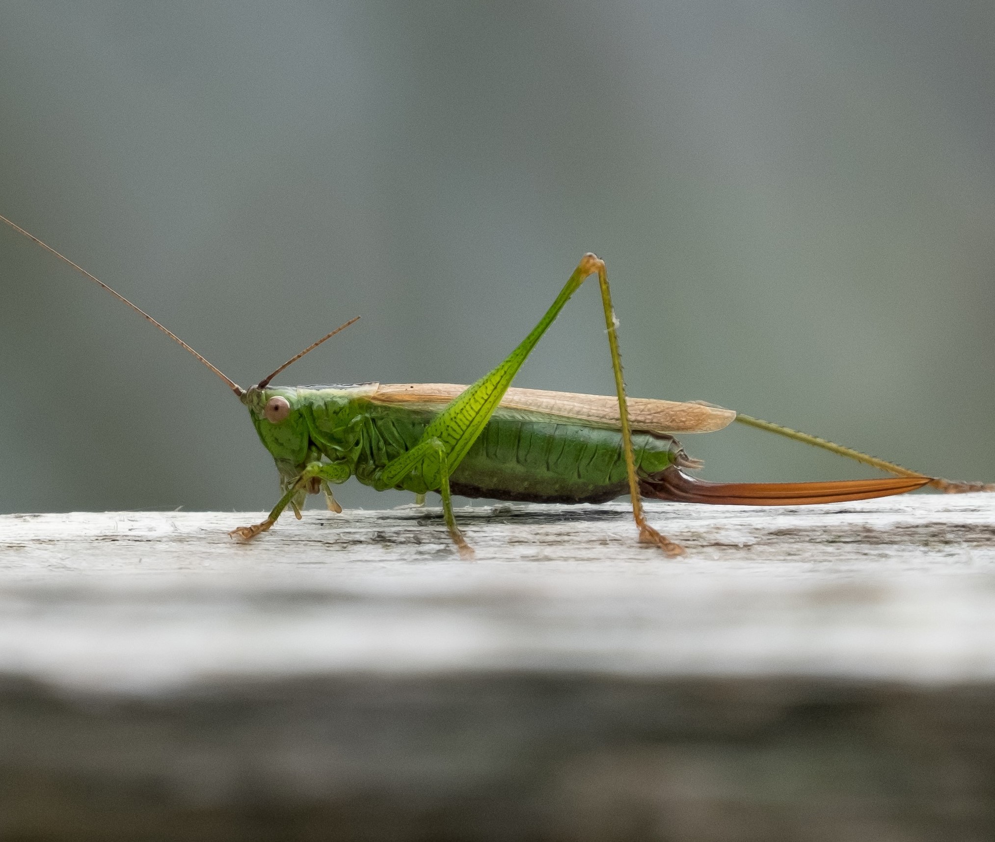 long winged conehead Aug 2017 Graham Osborne - South Downs National ...