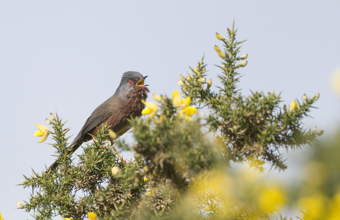 Groundnesting birds and dogs South Downs National Park Authority