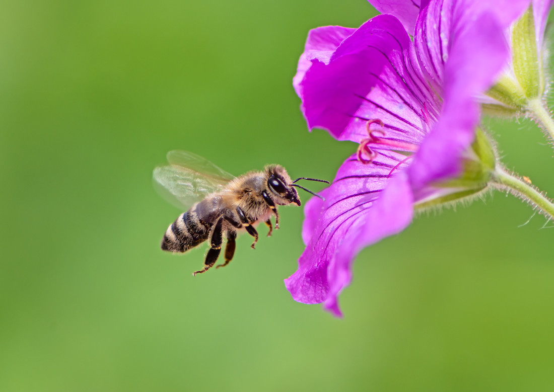 Bee Lines - South Downs National Park Authority