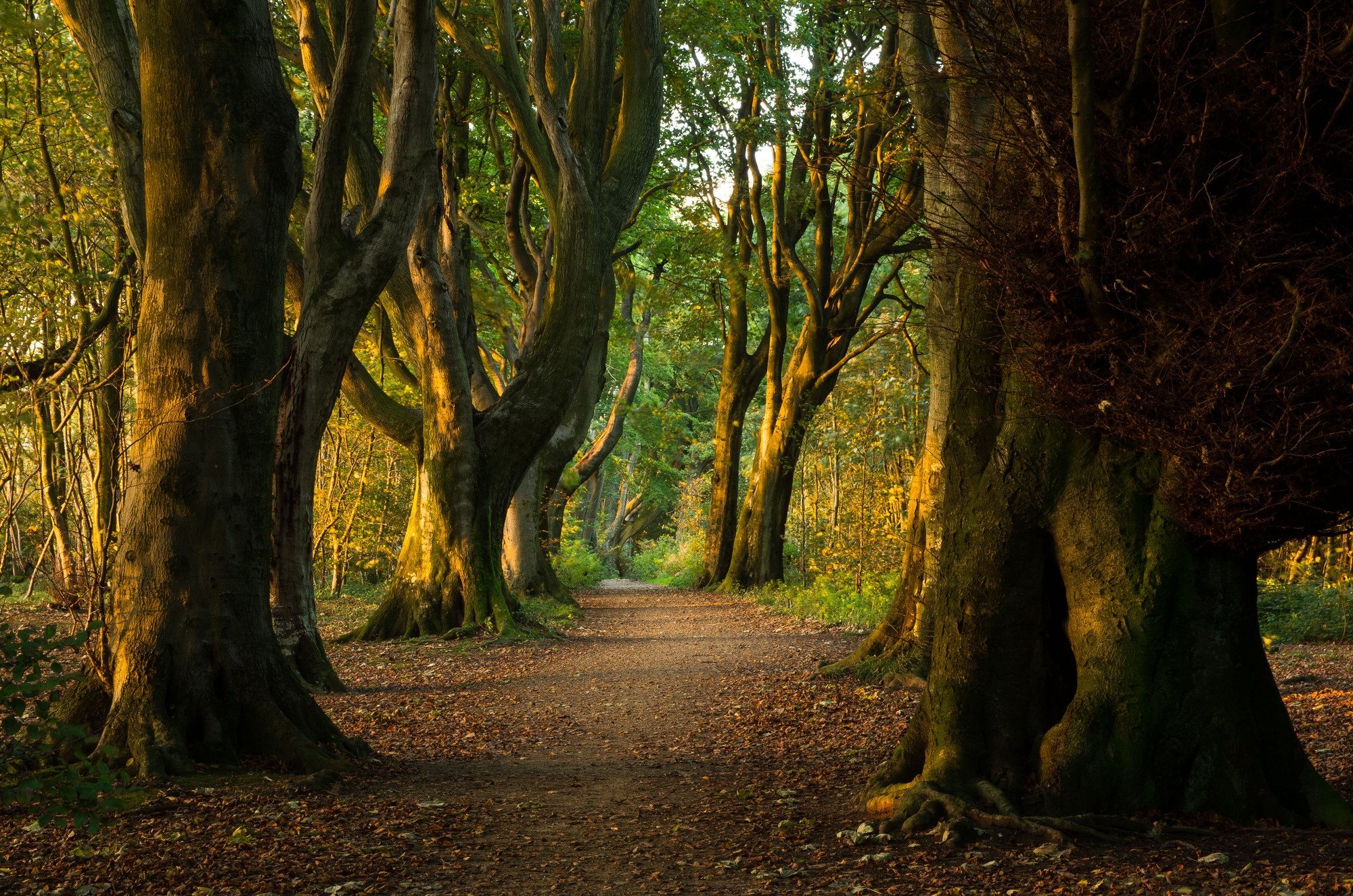 Experience The South Downs National Park Virtually South Downs   RS3603 83.Stanmer Woods Lpr 1 