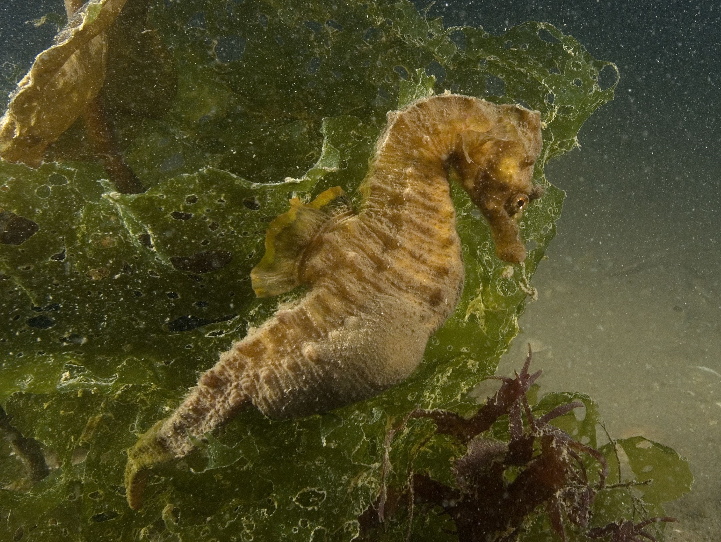 Морской конь. Древние морские коньки. Short-snouted Seahorse. Где живут морские коньки. Seahorse HD.