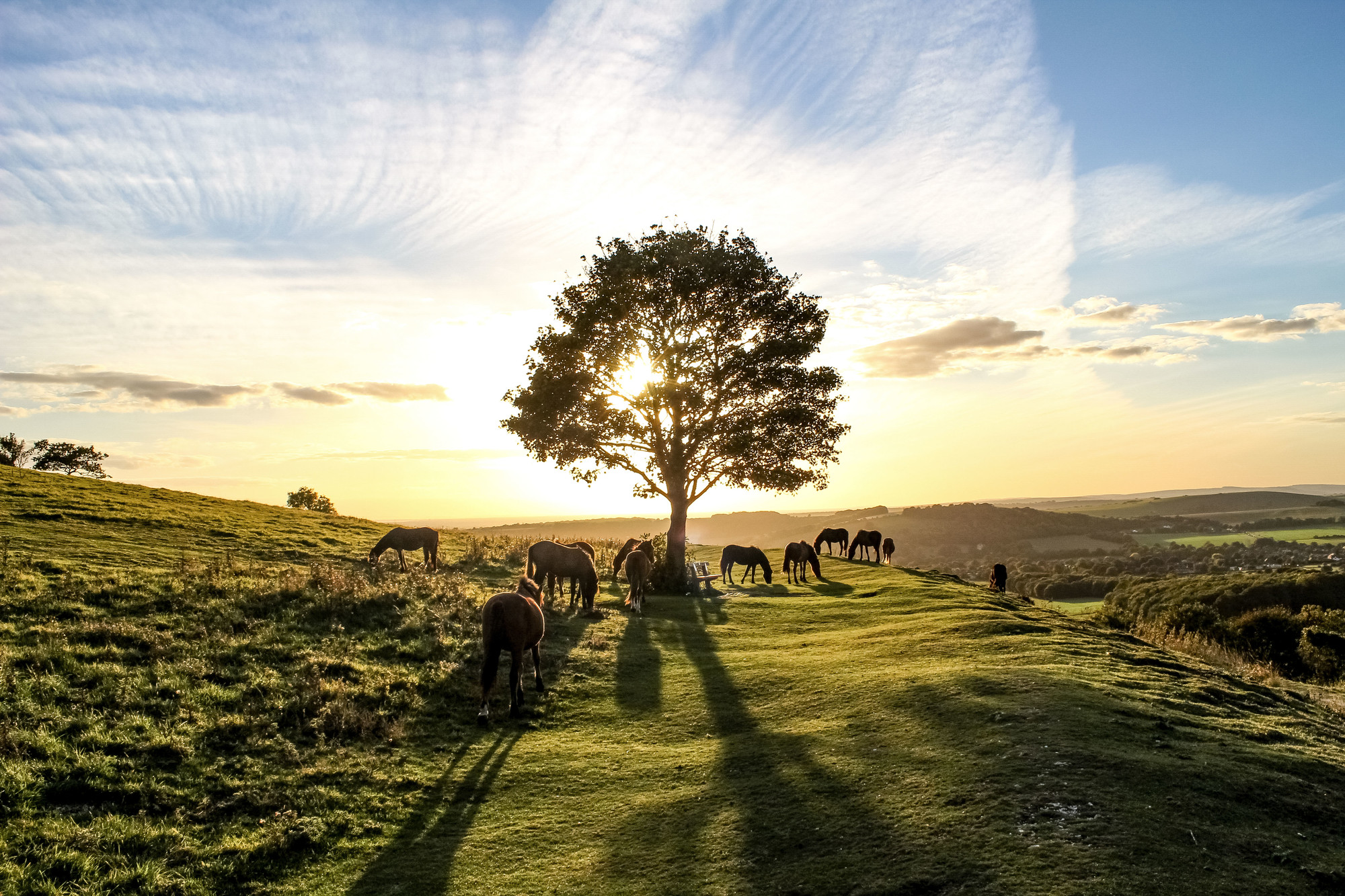 Home South Downs National Park Authority   RS10232 Pony Heaven By Joe James HIGHLY COMMENDED Lpr 