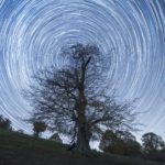 A bare tree on a slope with star trails in the sky behind