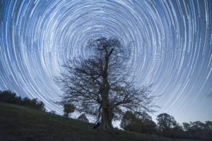 A bare tree on a slope with star trails in the sky behind