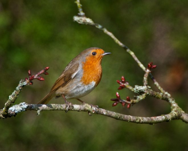 A redbreasted robin perching on a branch with red berries