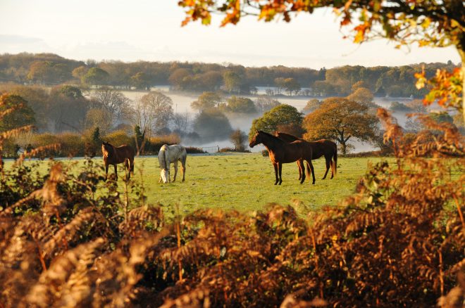 Horses grazing on a field on a misty Autumn morning