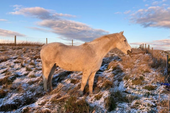 A horse in a wintry field eating standing hay