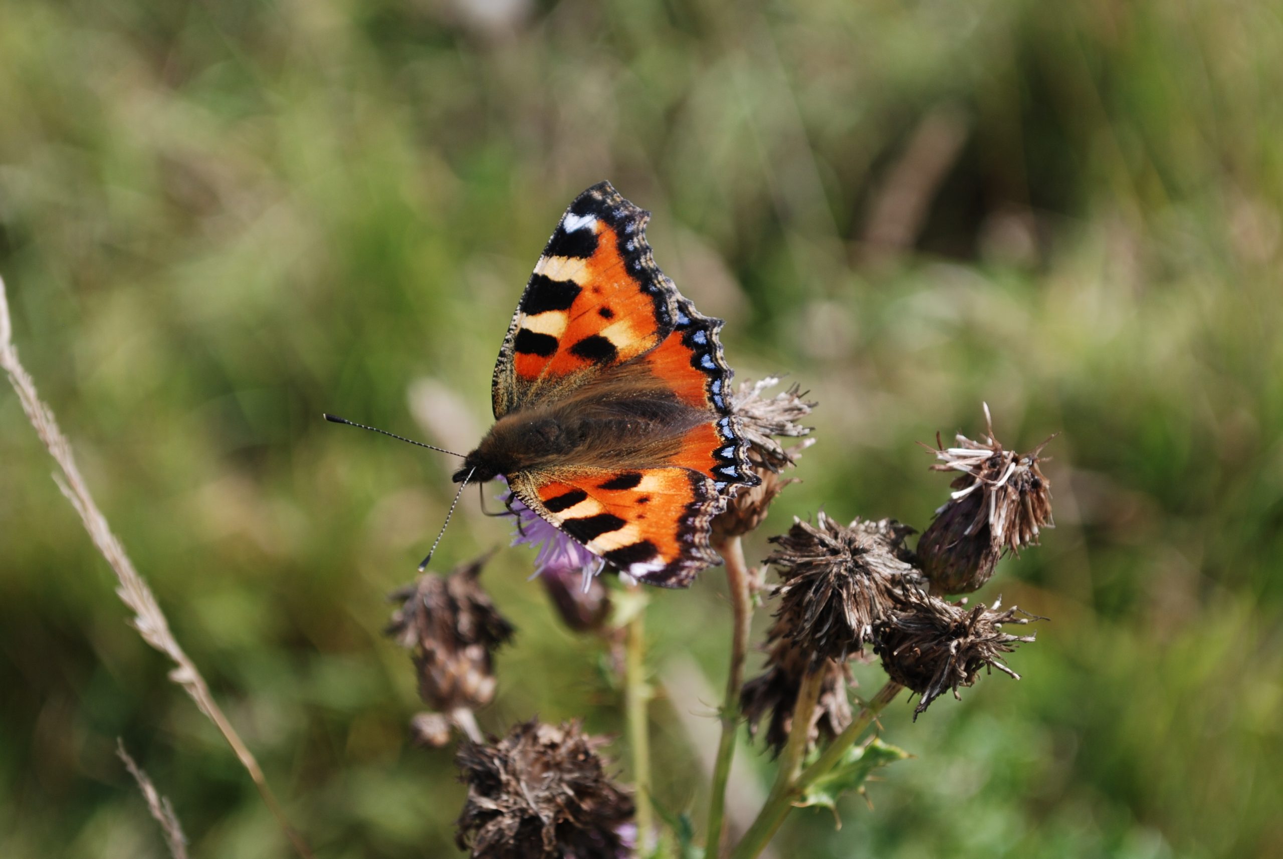 Discovery Day – Beautiful butterflies. - South Downs National Park ...