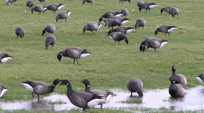 Guided Walk: Migration Magic at Medmerry