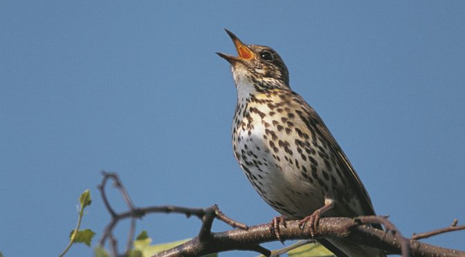 Guided Walk: Experience the Dawn Chorus